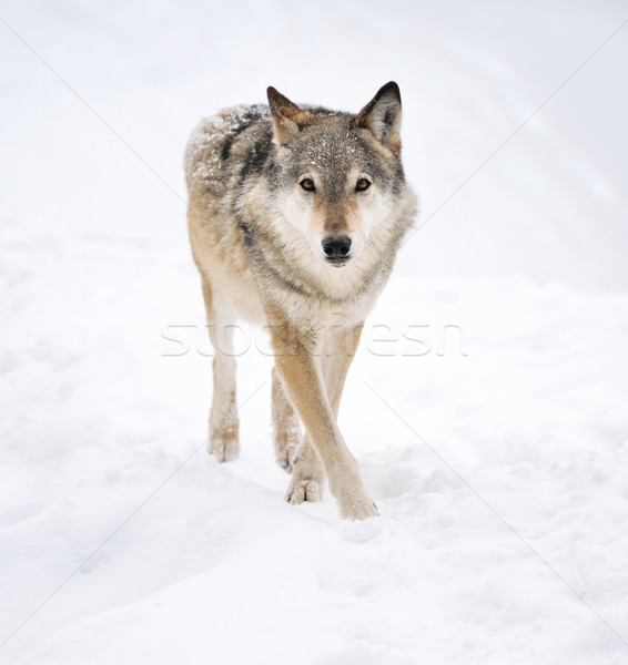 Wilk piękna szary zimą twarz Zdjęcia stock © byrdyak