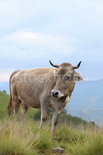 Stok fotoğraf: Inek · doğa · inekler · yaz · çayır · dağlar