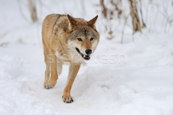 Gray wolf Stock photo © byrdyak