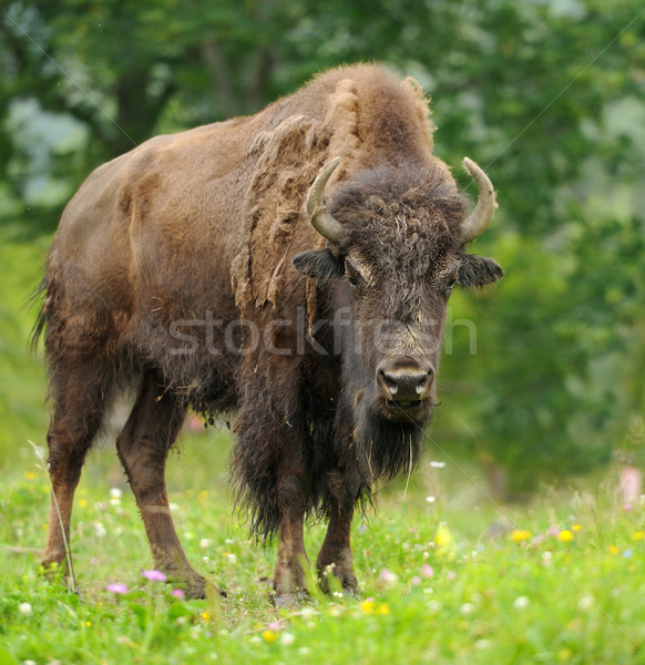 Stock foto: Bison · groß · männlich · Wald · Landschaft · Park