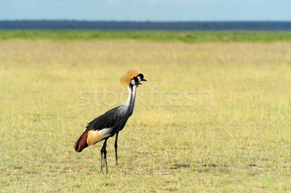 Grey crowned crane Stock photo © byrdyak
