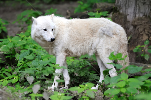 Arktyczny wilk polarny psa lasu charakter Zdjęcia stock © byrdyak