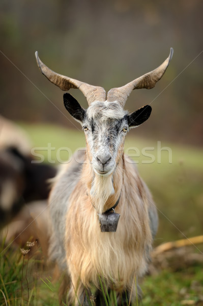 Goat in mountain. Autumn season Stock photo © byrdyak