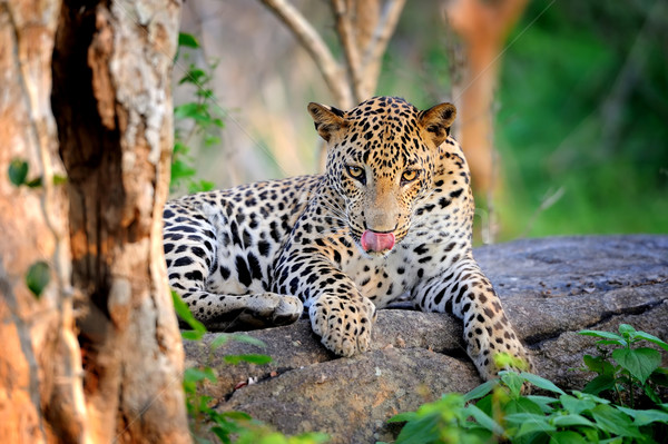 豹 島 斯里蘭卡 眼 面對 商業照片 © byrdyak