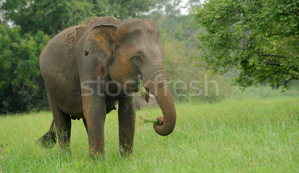 Elefanten Park Sri Lanka Baby Hintergrund Haut Stock foto © byrdyak