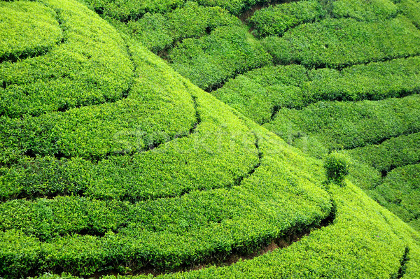 Tea ültetvény felvidék Sri Lanka sziget természet Stock fotó © byrdyak