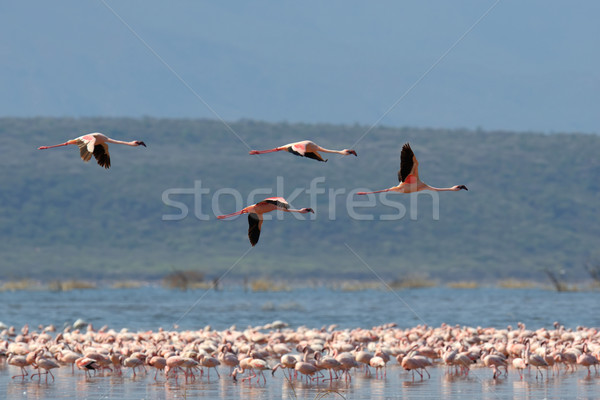 Flamingos Stock photo © byrdyak