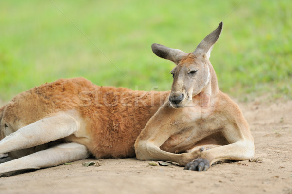 Känguru Familie Baby Wald Natur jungen Stock foto © byrdyak