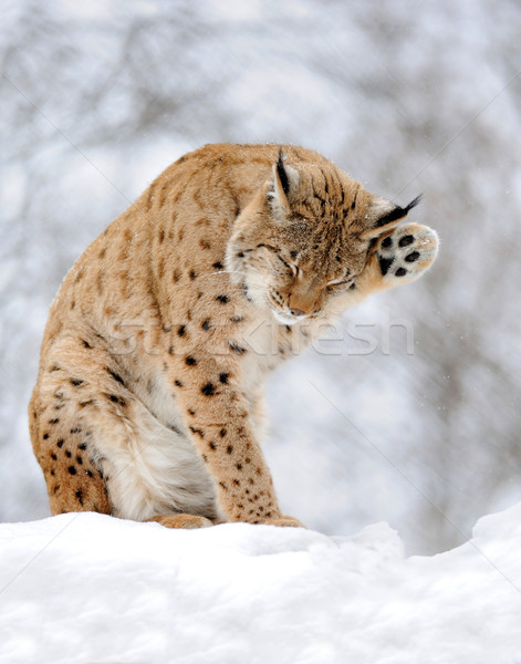 Lynx in winter Stock photo © byrdyak