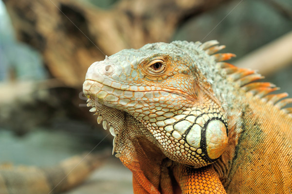 Iguana portré makró lövés fej erdő Stock fotó © byrdyak