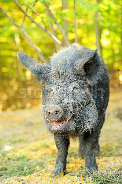 Wild boar Stock photo © byrdyak