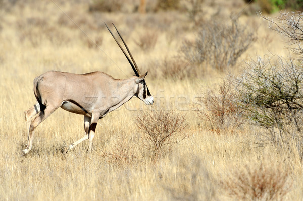 Stockfoto: Park · Kenia · South · Africa · woestijn · zand · Rood