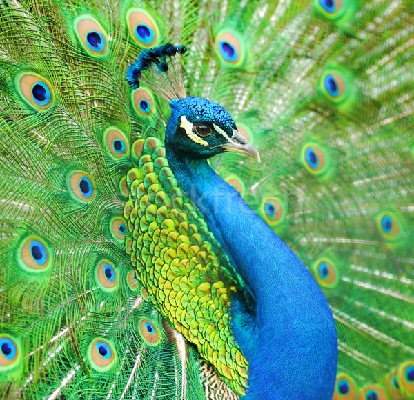 商业照片: 肖像 · 美丽 · 孔雀 ·出· 美女