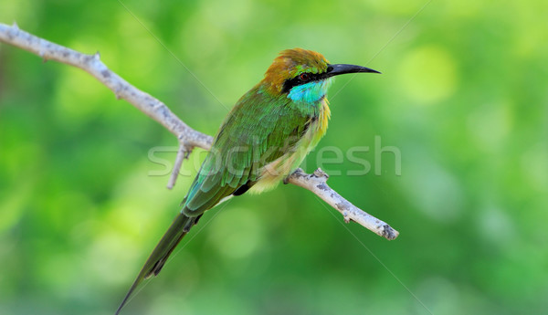Kicsi zöld nyugat park Sri Lanka természet Stock fotó © byrdyak