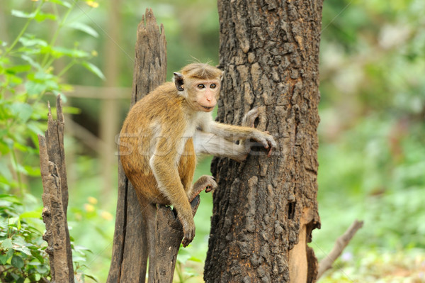 Monkey in the living nature Stock photo © byrdyak