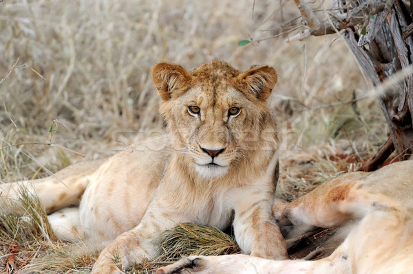 ストックフォト: ライオン · 近い · 公園 · ケニア · アフリカ · 猫