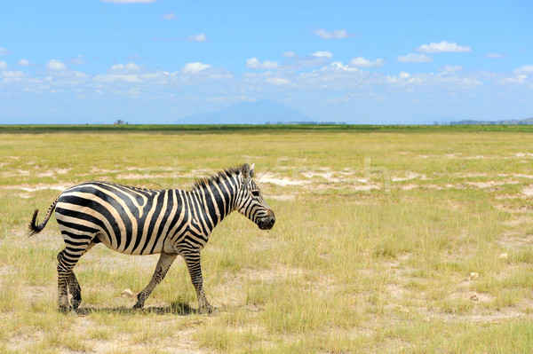 Zebra parku Afryki Kenia charakter konia Zdjęcia stock © byrdyak