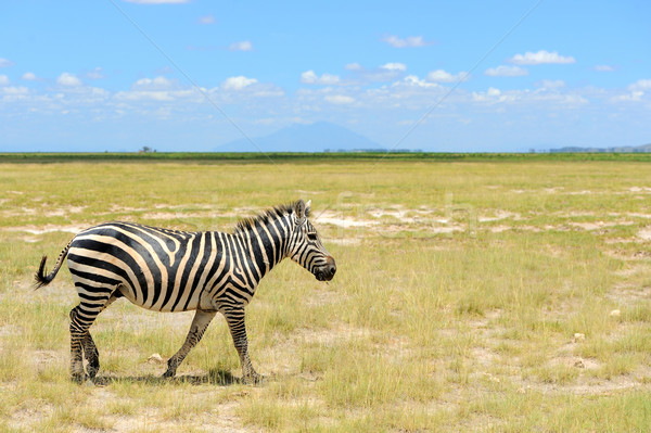 Zebra park afrika Kenia natuur paard Stockfoto © byrdyak