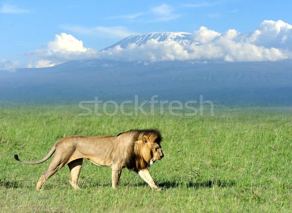 Stock photo: Lion