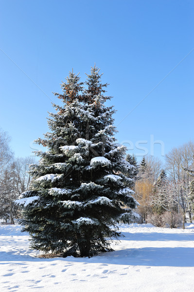 [[stock_photo]]: Hiver · parc · neige · forêt · nature