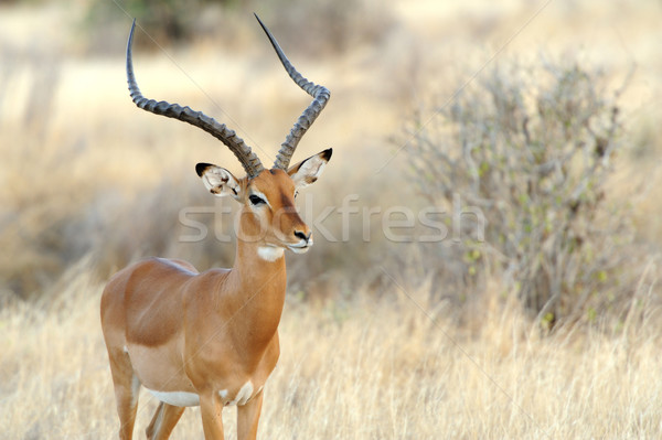 Impala in savanna Stock photo © byrdyak
