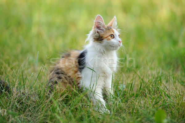 ストックフォト: 小さな · 猫 · 夏 · 草 · 春