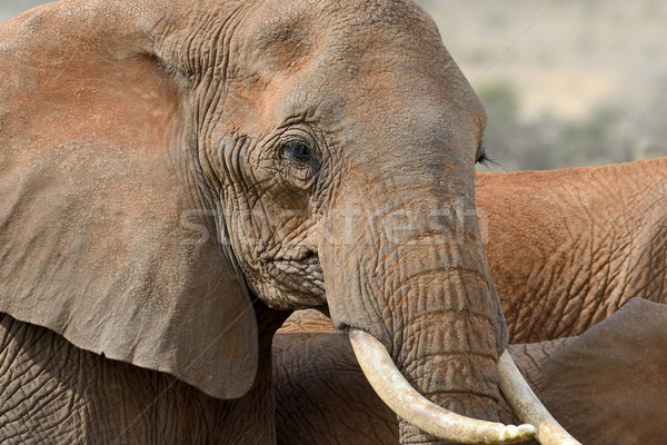 Elephant Stock photo © byrdyak