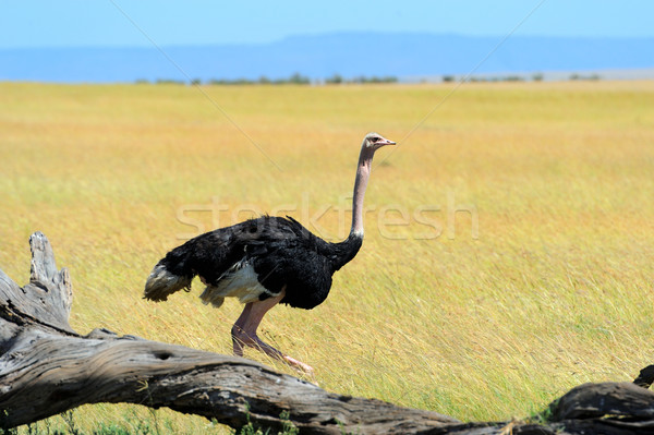 Ostrich Stock photo © byrdyak