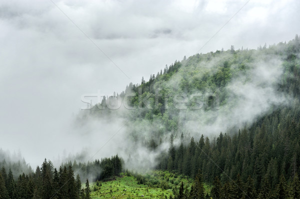 Niebla nube montana valle paisaje primavera Foto stock © byrdyak