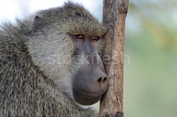 Olive baboon in Masai Mara National Park of Kenya Stock photo © byrdyak