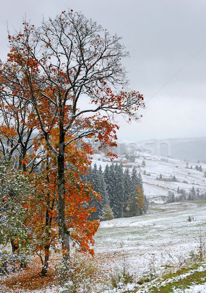 First autumn sudden snow Stock photo © byrdyak