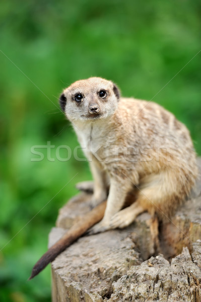 A meerkat standing upright and looking alert Stock photo © byrdyak