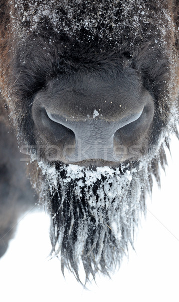 Bison in winter Stock photo © byrdyak