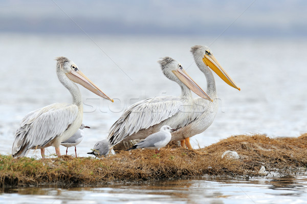 Pelican Stock photo © byrdyak