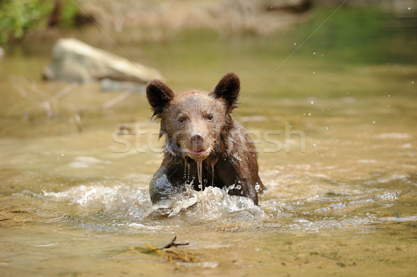 Niedźwiedź brunatny lasu wygaśnięcia lata ponosi Zdjęcia stock © byrdyak