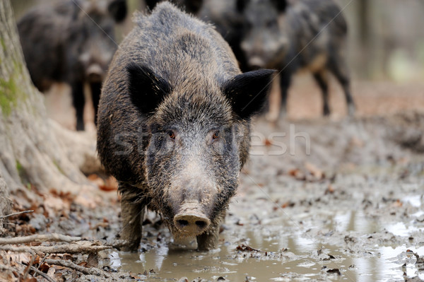 Wild boar Stock photo © byrdyak