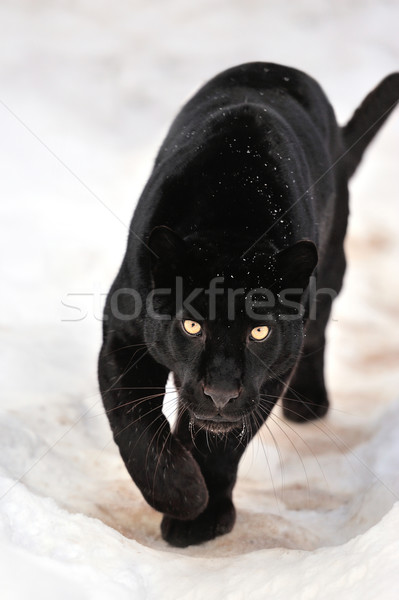 [[stock_photo]]: Leopard · belle · neige · hiver · portrait · vitesse