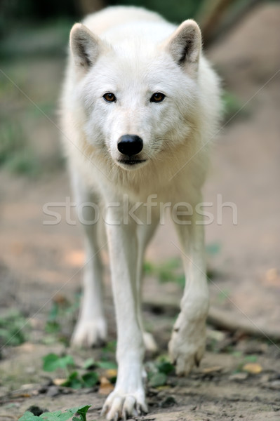 Biały wilk niebo oka twarz charakter Zdjęcia stock © byrdyak