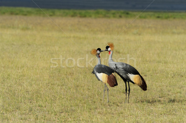 Crowned crane Stock photo © byrdyak