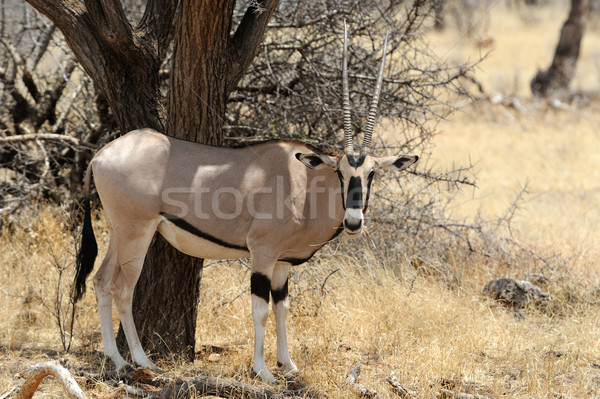 Gemsbok Stock photo © byrdyak