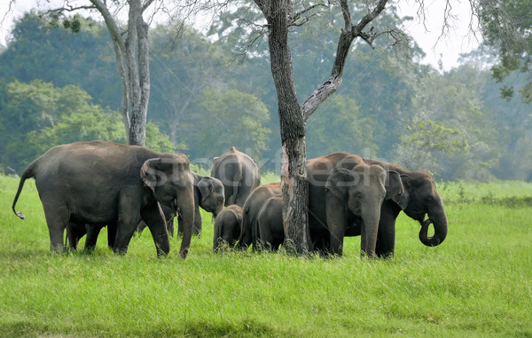 Elefanti parco gruppo relax indian Asia Foto d'archivio © byrdyak