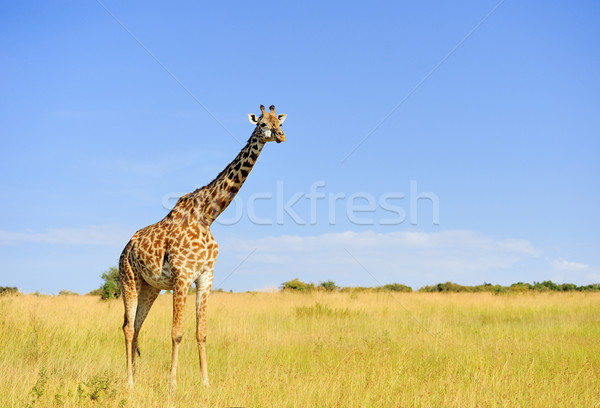 żyrafa parku Kenia sawanna Afryki oka Zdjęcia stock © byrdyak