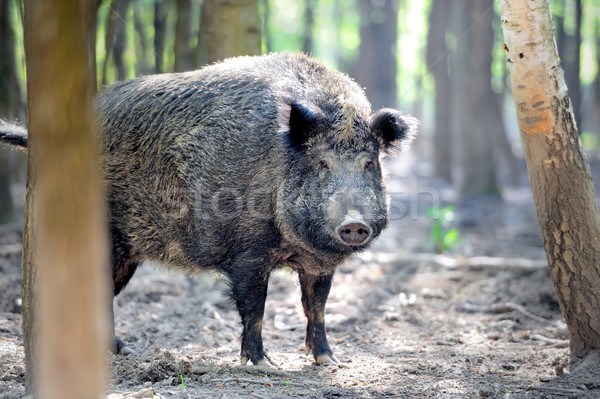 Wild boar Stock photo © byrdyak