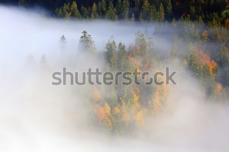 Stock photo: Forest on the mountain slope
