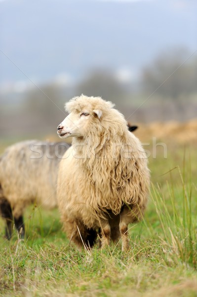 Stock photo: Sheep