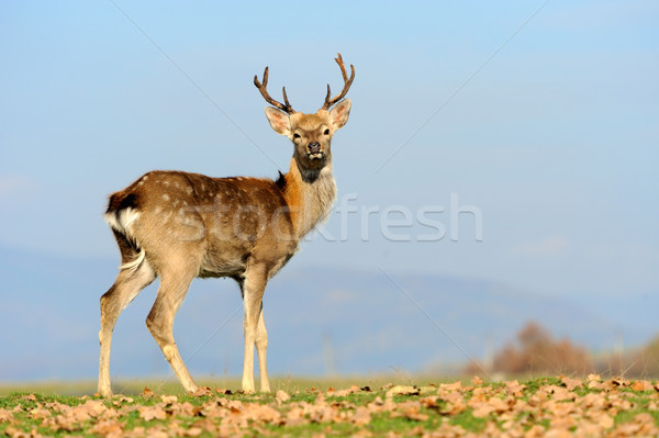 Whitetail Deer standing in autumn day Stock photo © byrdyak