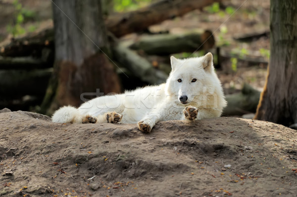 Stock photo: White wolf