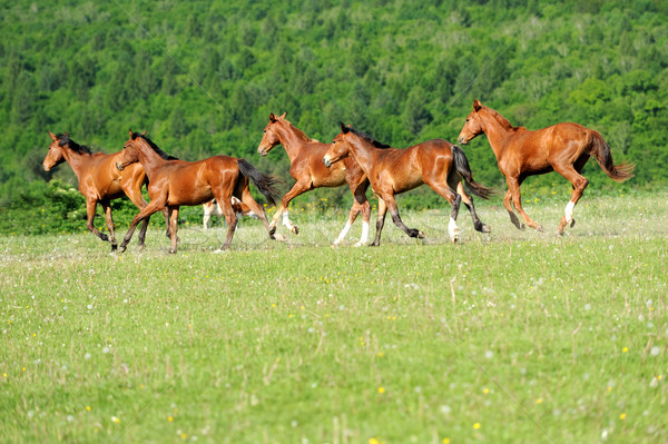 Paard lopen veld zomer dag gras Stockfoto © byrdyak