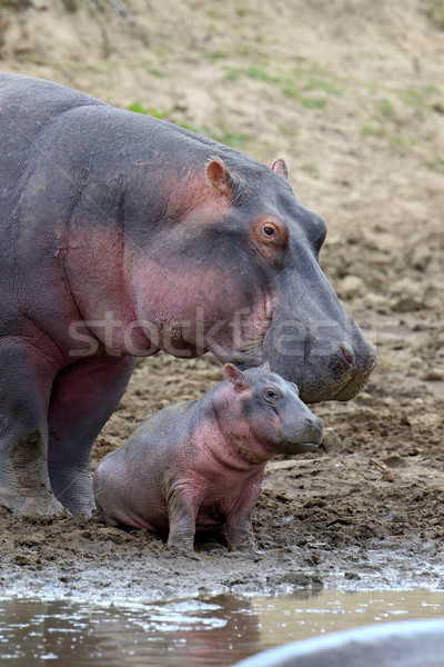 Hippo family Stock photo © byrdyak