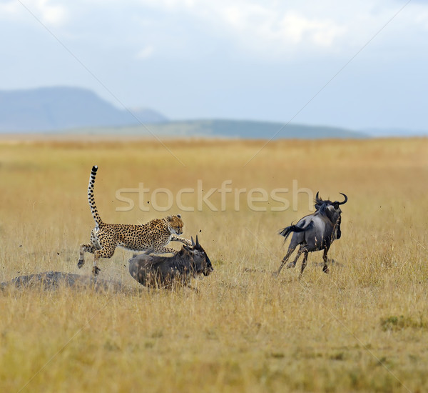 Ghepardo selvatico african bella mammifero animale Foto d'archivio © byrdyak